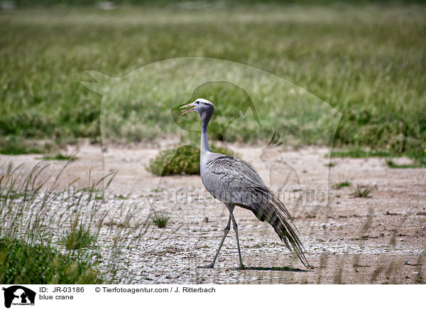 Paradieskranich / blue crane / JR-03186