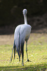 blue crane