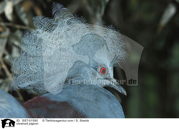 Kronentaube / crowned pigeon / SST-01590