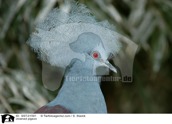 Kronentaube / crowned pigeon / SST-01591
