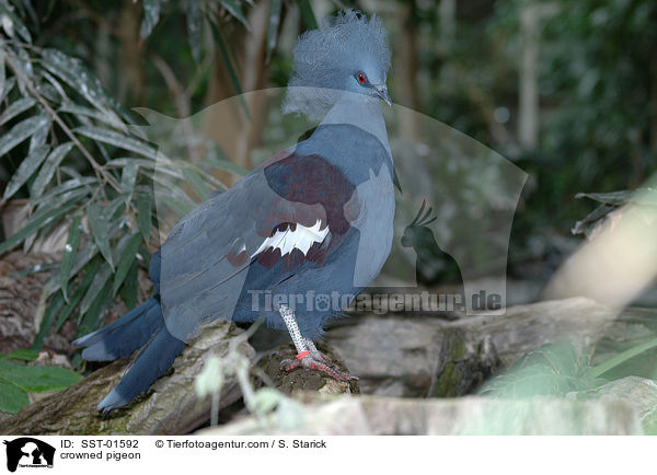 crowned pigeon / SST-01592