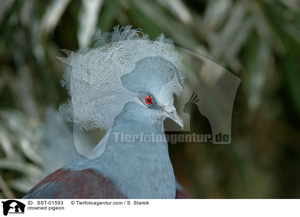 Kronentaube / crowned pigeon / SST-01593