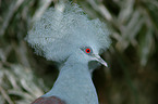 crowned pigeon