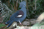 crowned pigeon