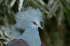 crowned pigeon