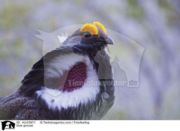 Felsengebirgshuhn / blue grouse / HJ-03871