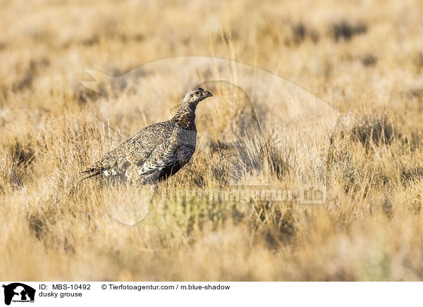 dusky grouse / MBS-10492