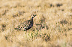 dusky grouse