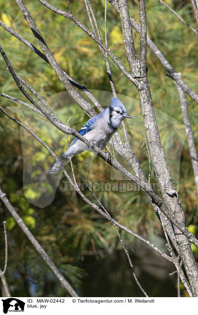 blue, jay / MAW-02442