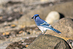 blue, jay