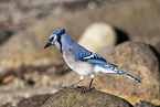 blue, jay