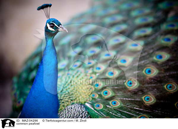 Blauer Pfau / common peafowl / MAZ-04296