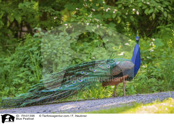 Blauer Pfau / Blue Peafowl / FH-01396