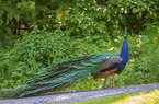 Blue Peafowl