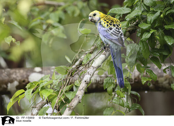 Blasskopfsittich / blue rosella / FF-15869