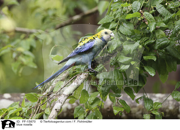 Blasskopfsittich / blue rosella / FF-15870