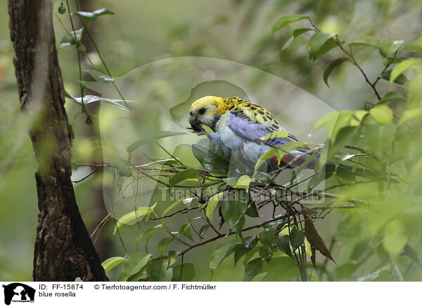 Blasskopfsittich / blue rosella / FF-15874