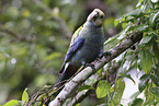 blue rosella