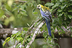 blue rosella
