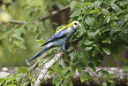 blue rosella