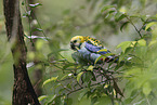 blue rosella