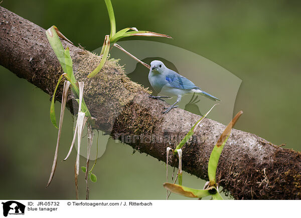 blue tanager / JR-05732