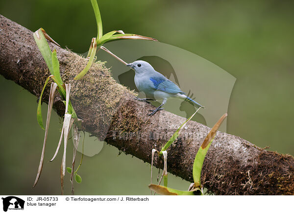 blue tanager / JR-05733