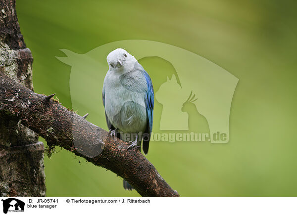 blue tanager / JR-05741