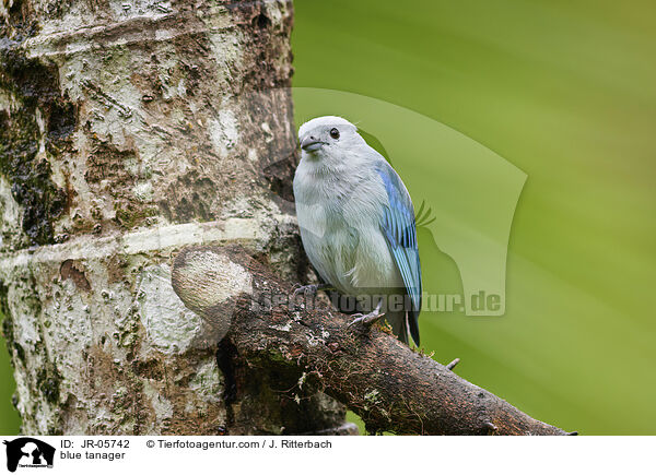 blue tanager / JR-05742