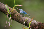 blue tanager