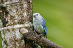 blue tanager