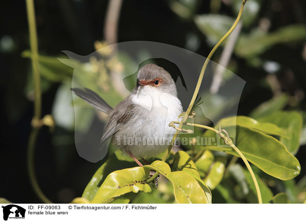 female blue wren / FF-09063