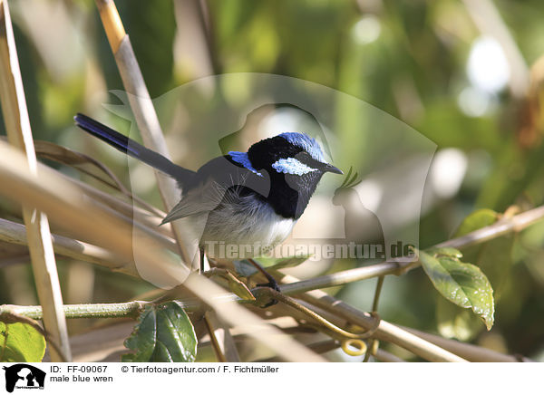 male blue wren / FF-09067