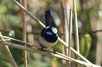 male blue wren