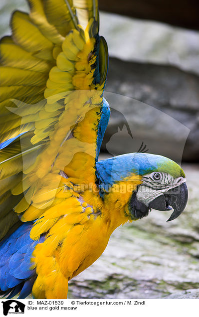 Gelbbrustara / blue and gold macaw / MAZ-01539