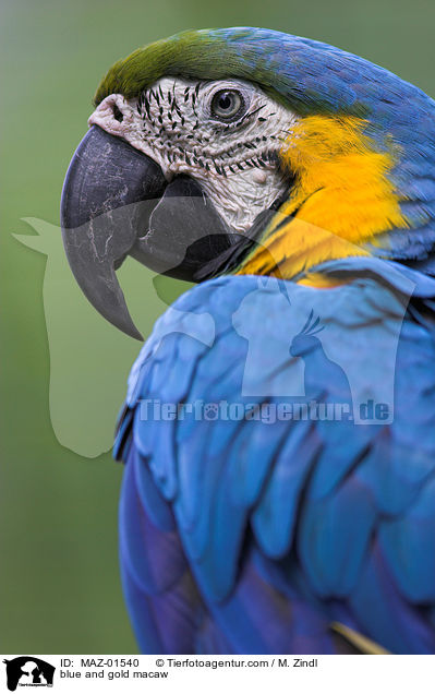 blue and gold macaw / MAZ-01540
