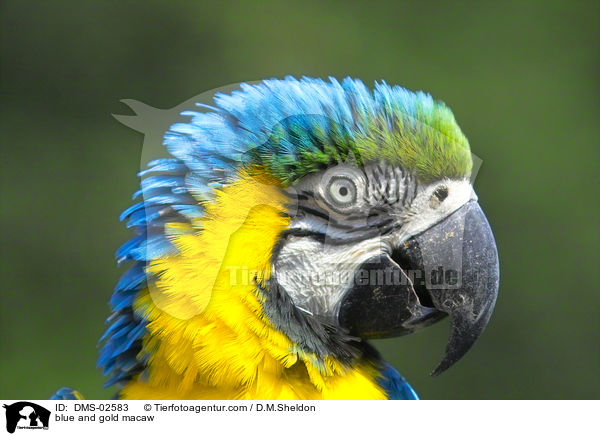 Gelbbrustara / blue and gold macaw / DMS-02583