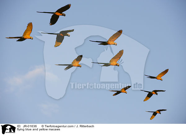 fliegende Gelbbrustaras / flying blue and yellow macaws / JR-01636