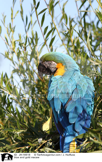 Gelbbrustara / blue and gold macaw / JH-16618