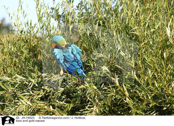Gelbbrustara / blue and gold macaw / JH-16623