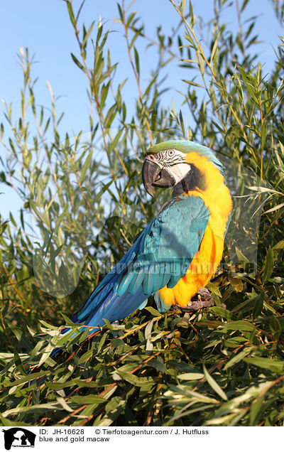Gelbbrustara / blue and gold macaw / JH-16628