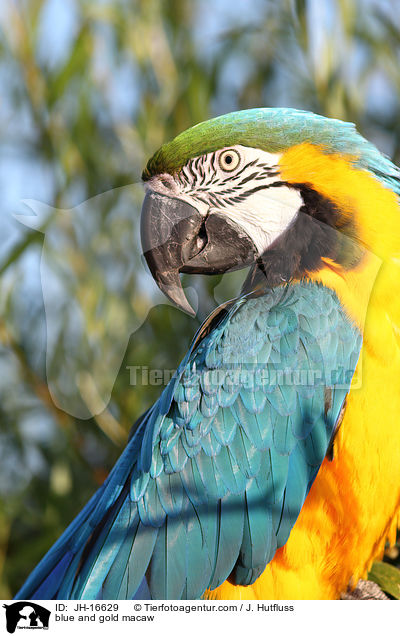 Gelbbrustara / blue and gold macaw / JH-16629