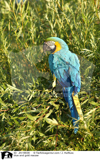 Gelbbrustara / blue and gold macaw / JH-16636