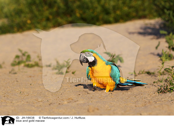 Gelbbrustara / blue and gold macaw / JH-16638