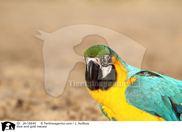 Gelbbrustara / blue and gold macaw / JH-16640