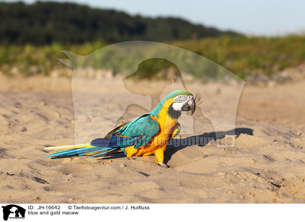 Gelbbrustara / blue and gold macaw / JH-16642