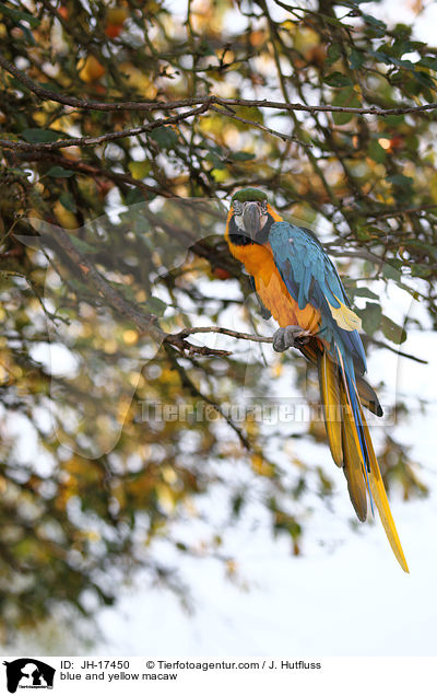 Gelbbrustara / blue and yellow macaw / JH-17450