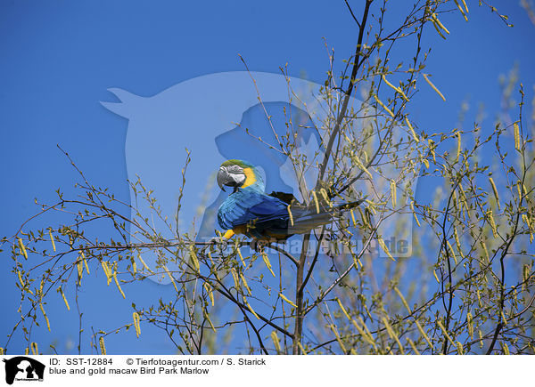 Gelbbrustara Vogelpark Marlow / blue and gold macaw Bird Park Marlow / SST-12884