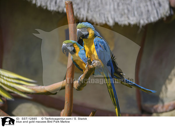Gelbbrustaras Vogelpark Marlow / blue and gold macaws Bird Park Marlow / SST-12885