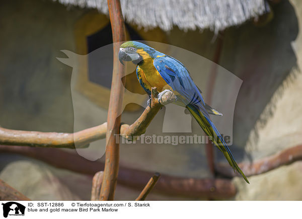 Gelbbrustara Vogelpark Marlow / blue and gold macaw Bird Park Marlow / SST-12886